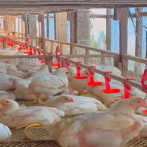 Ayam Boiler Cilacap: Kenyamanan di Setiap Potongan