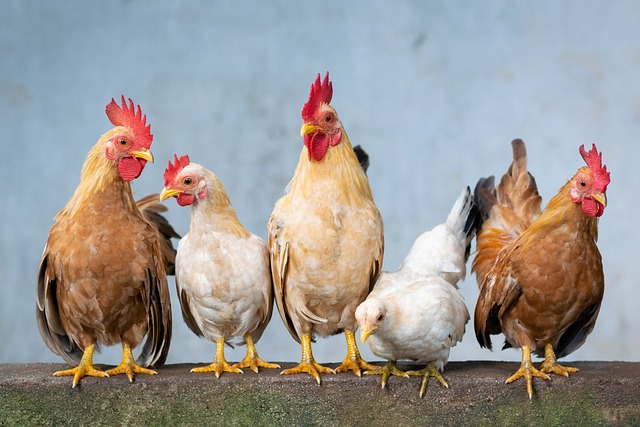 Ayam Boiler: Menyajikan Kenyamanan di Setiap Potongan
